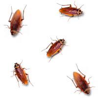 Cockroach on Desktop